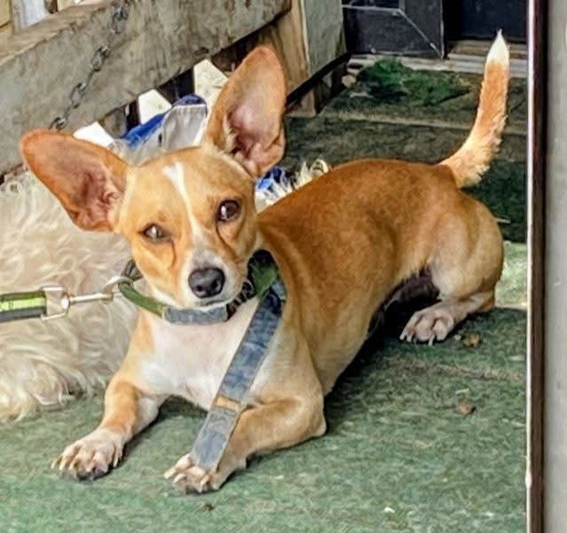 Milo, lost dog, chihuahua mix
