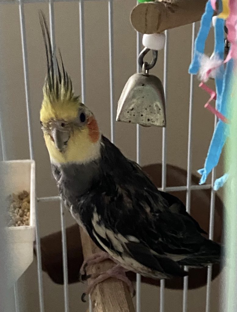 Cash, lost bird, Cockatiel