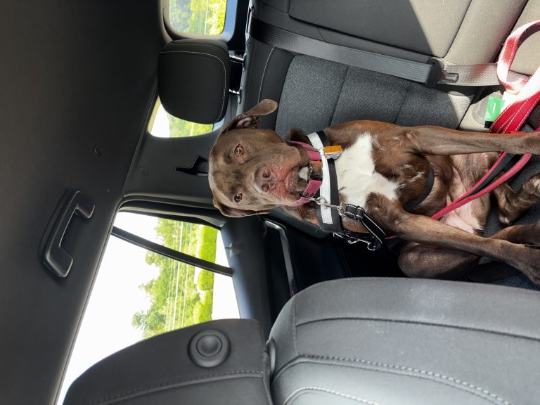 Peppermint Patty, lost dog, Pitbull Chocolate Lab