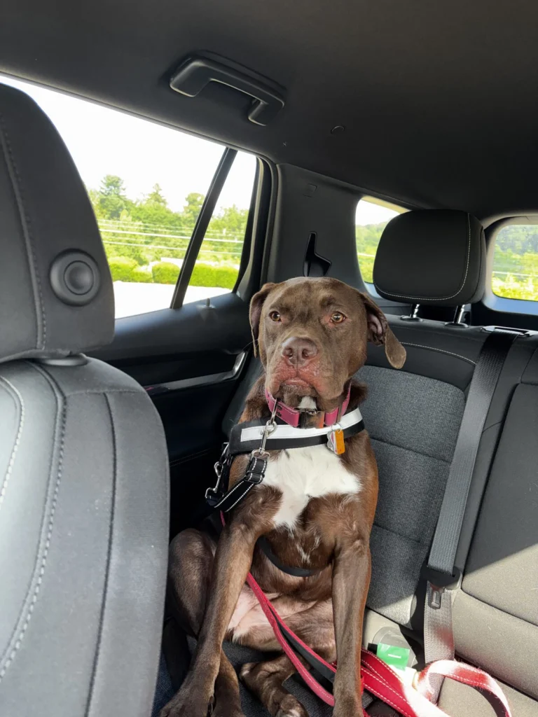 Peppermint Patty, lost dog, Pitbull Chocolate Lab