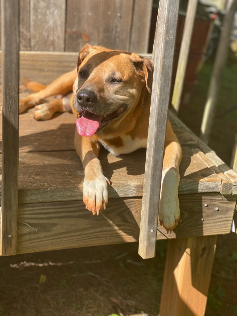 Marley, lost dog, Mix