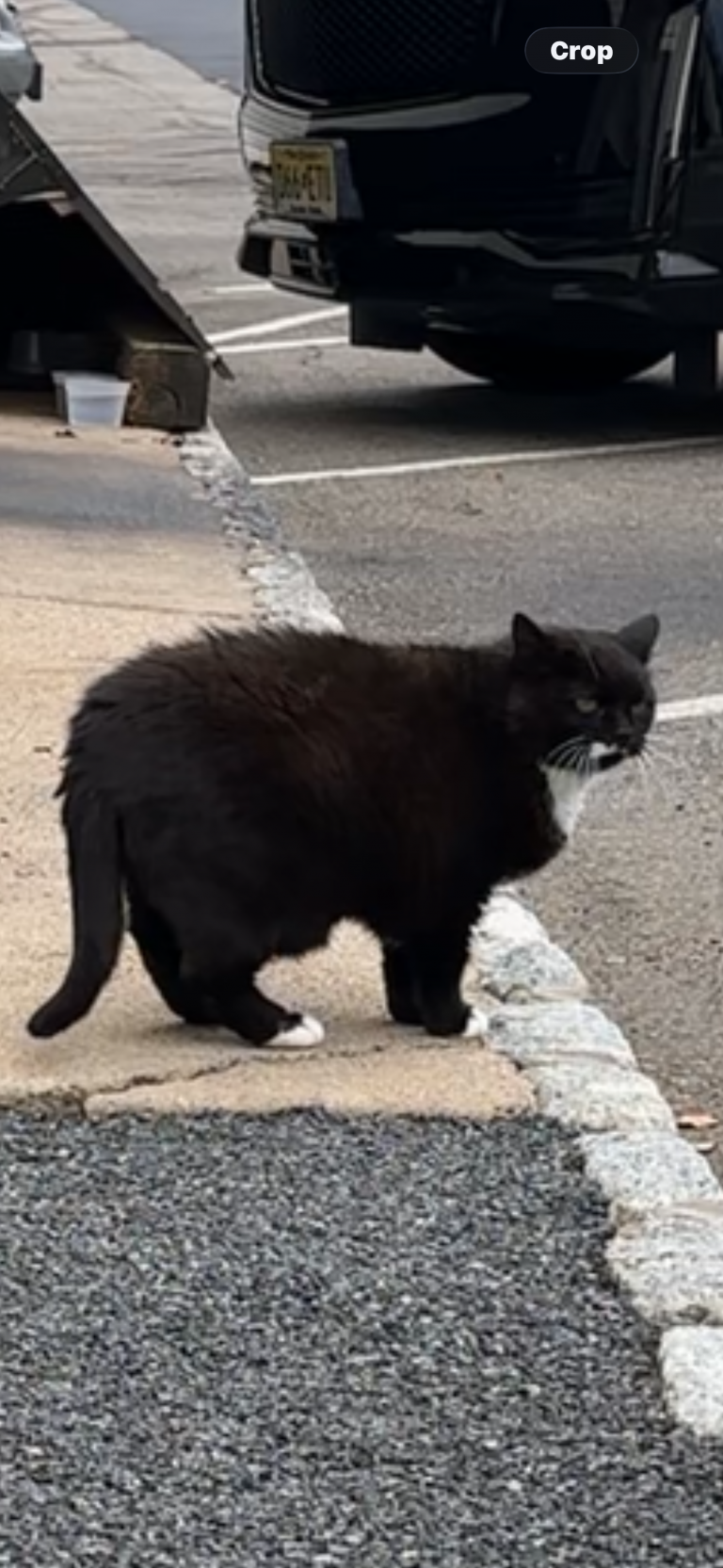 Mavroula, lost cat, Tuxedo