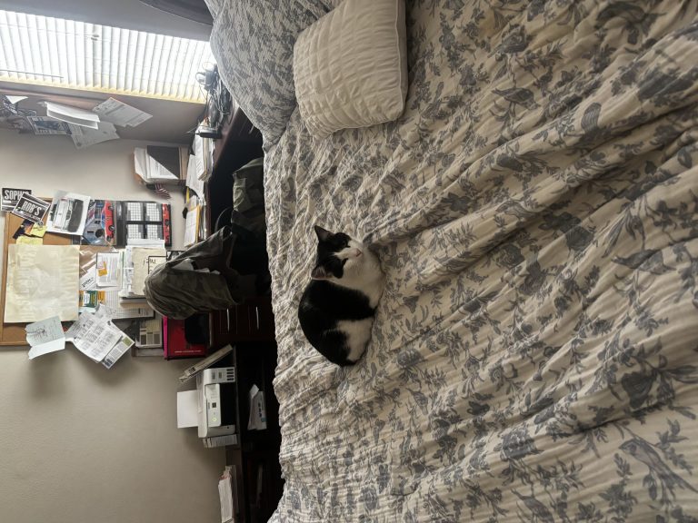 Squid, lost cat, domestic shorthair