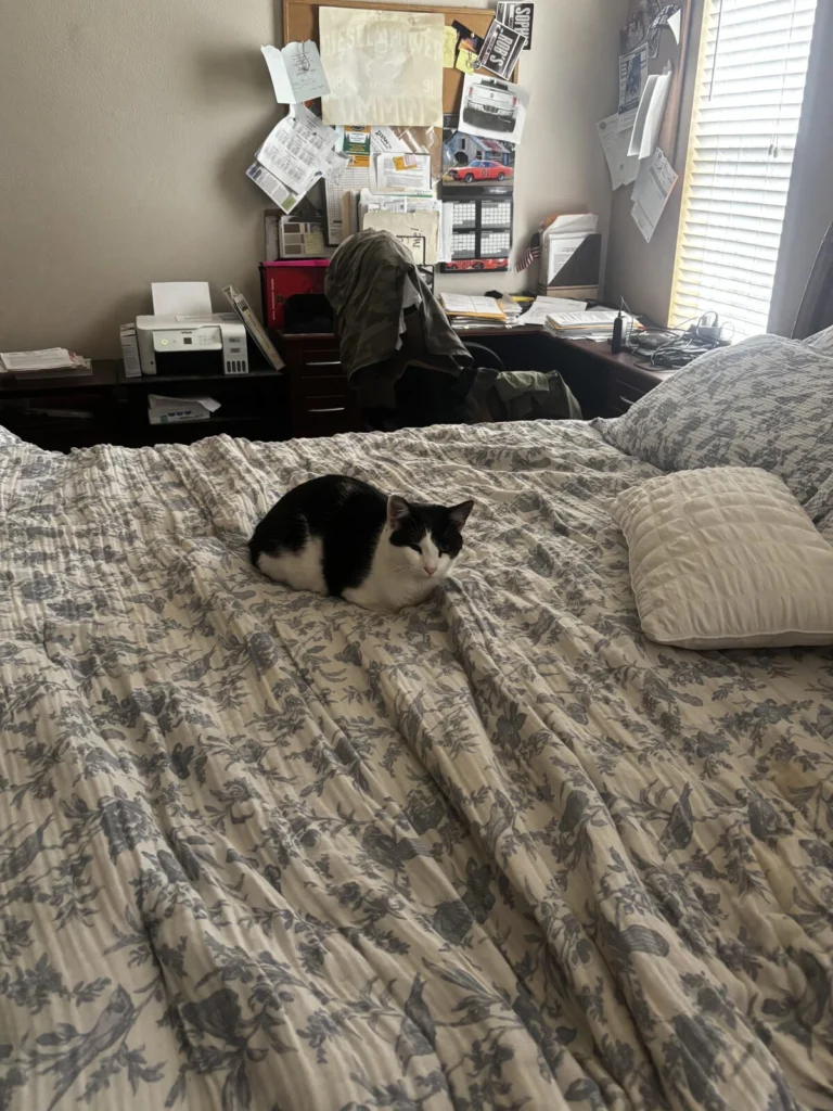 Squid, lost cat, domestic shorthair