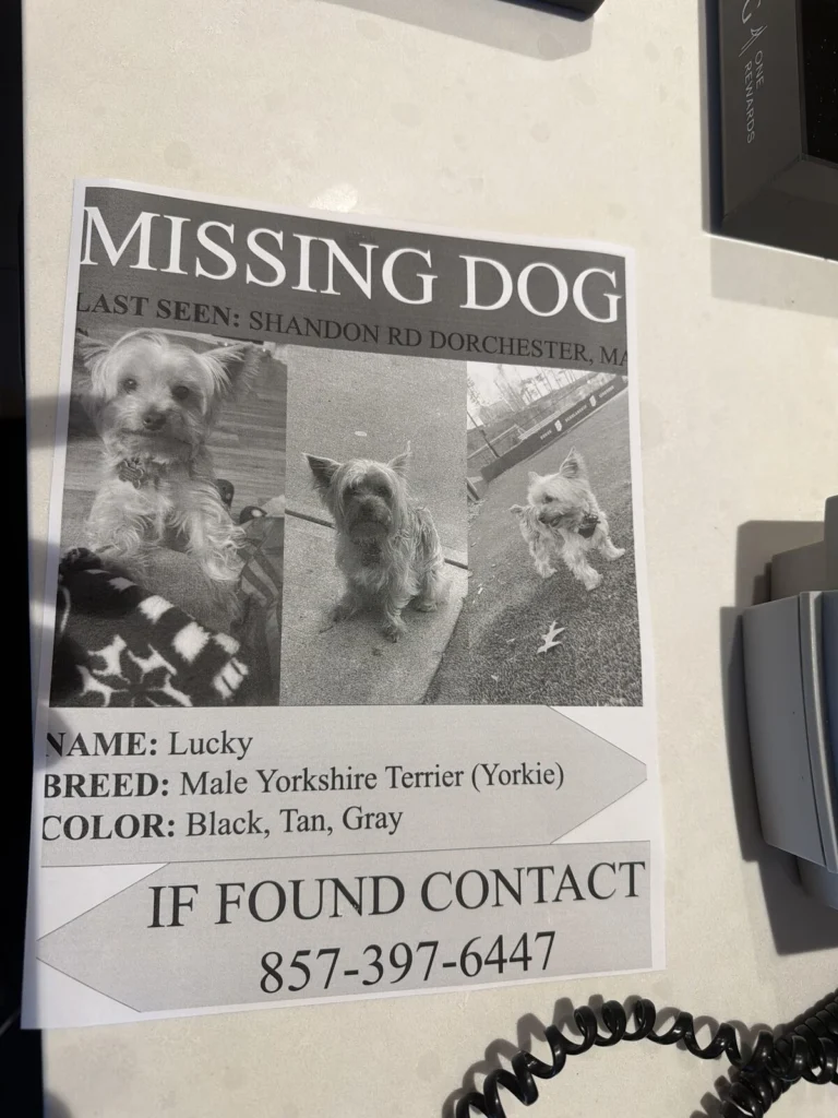 Lucky, lost dog, Yorkie