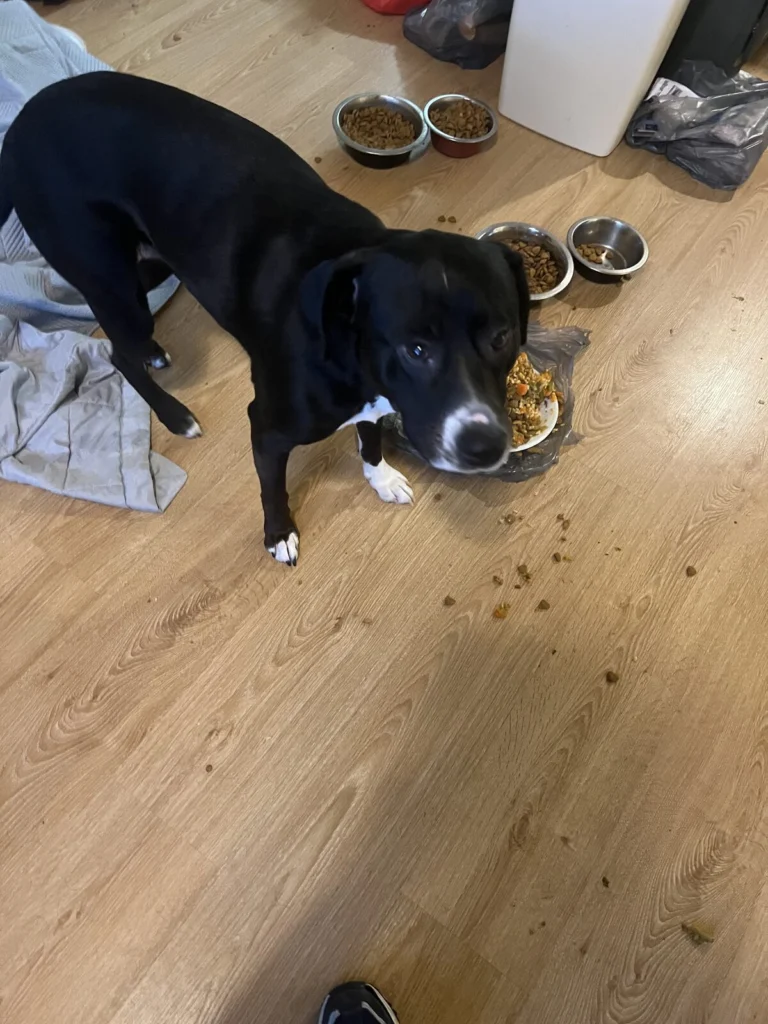 Angel, lost dog, Labrador