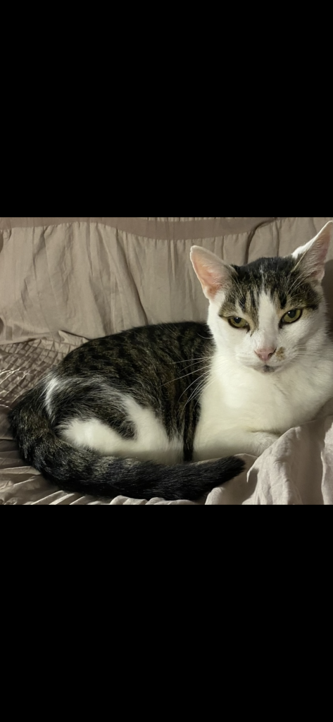 Tater, lost cat, Small short hair