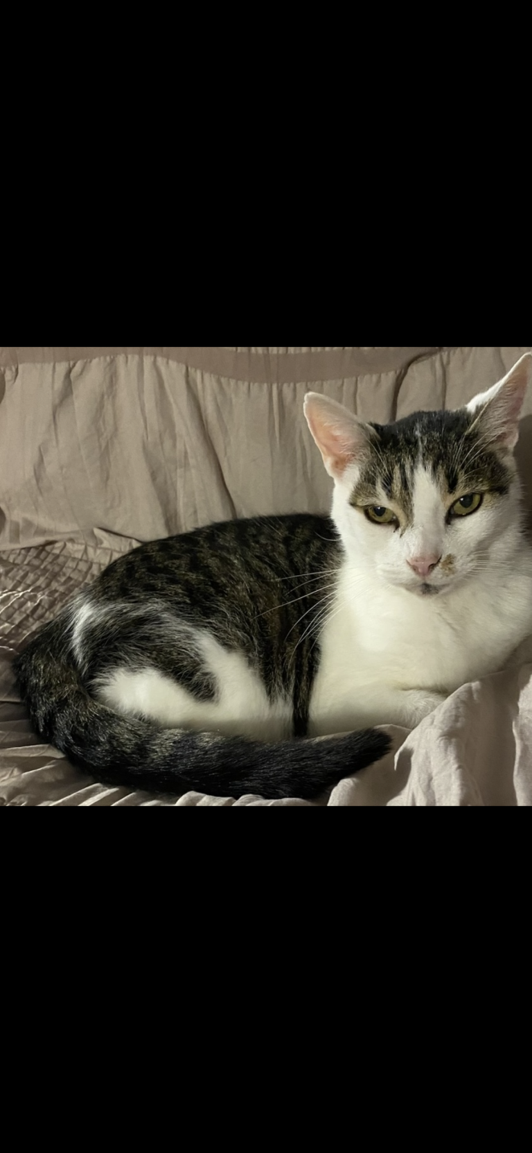 Tater, lost cat, Small short hair