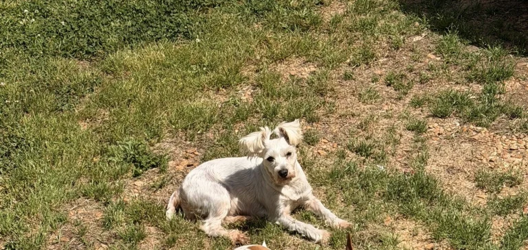 Maple, lost dog, Terrier mix