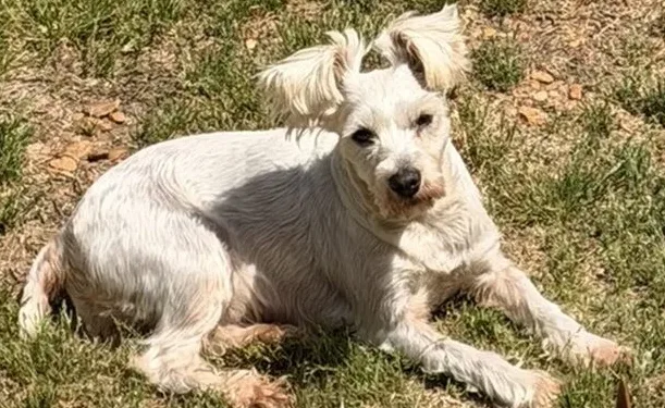 Maple, lost dog, Terrier mix