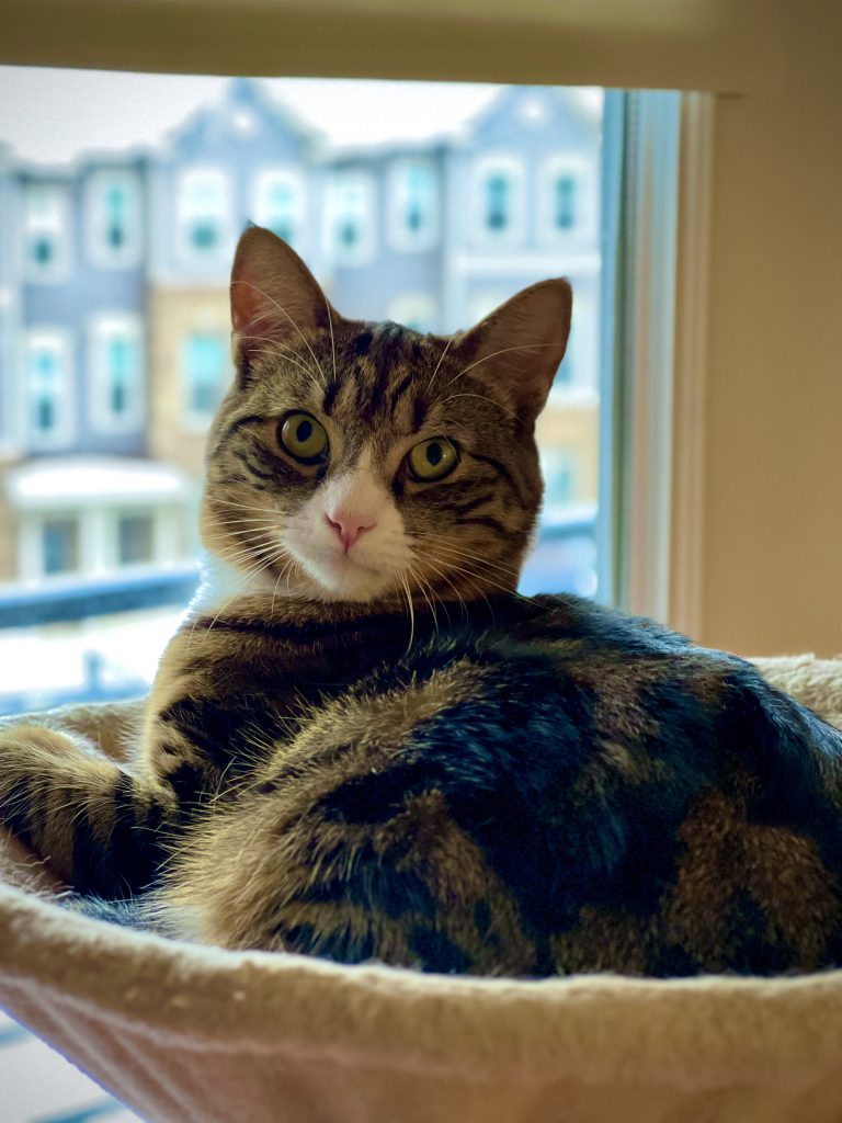 Ross, lost cat, Domestic shorthair