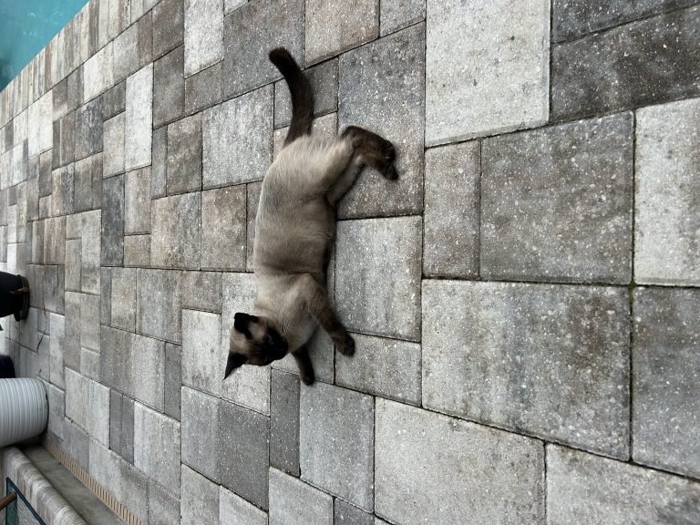 Shadow, lost cat, Siamese