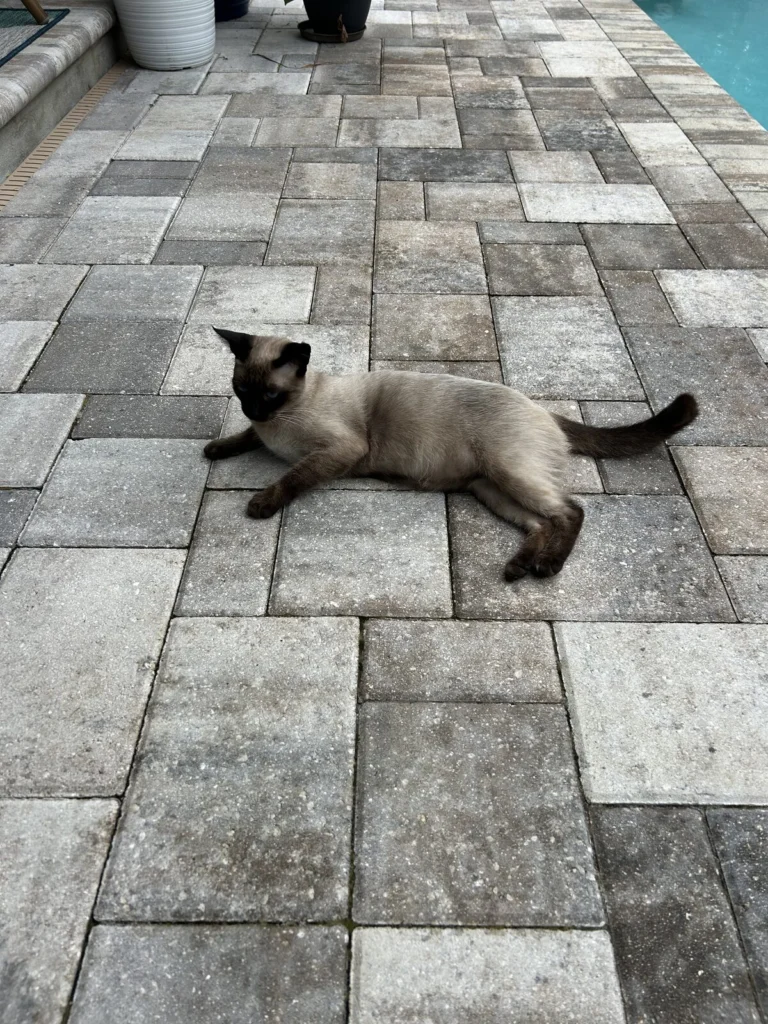 Shadow, lost cat, Siamese