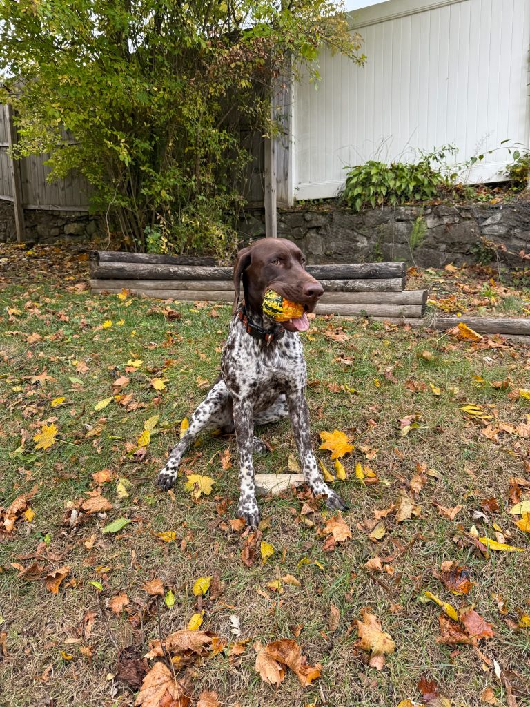 Moose, lost dog, German Shorthair Pointer