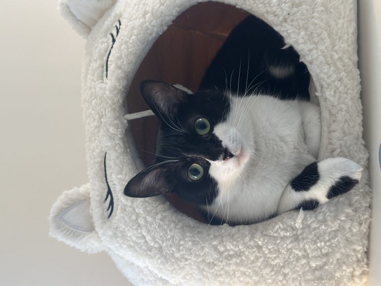 Fermi, lost cat, Domestic short hair