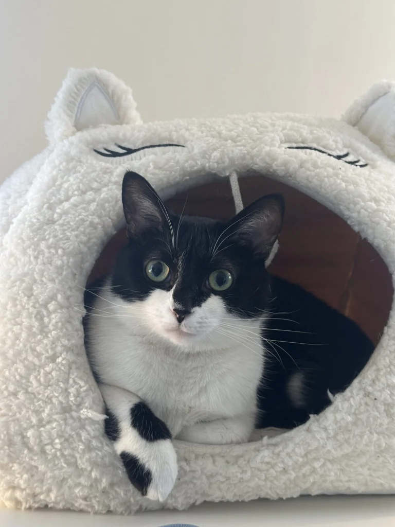 Fermi, lost cat, Domestic short hair