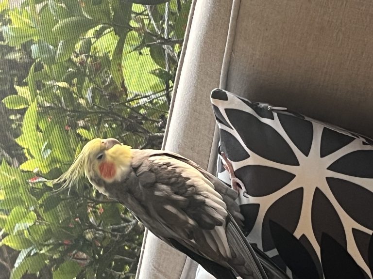Barnaby, lost bird, Cockatiel