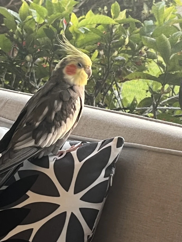 Barnaby, lost bird, Cockatiel