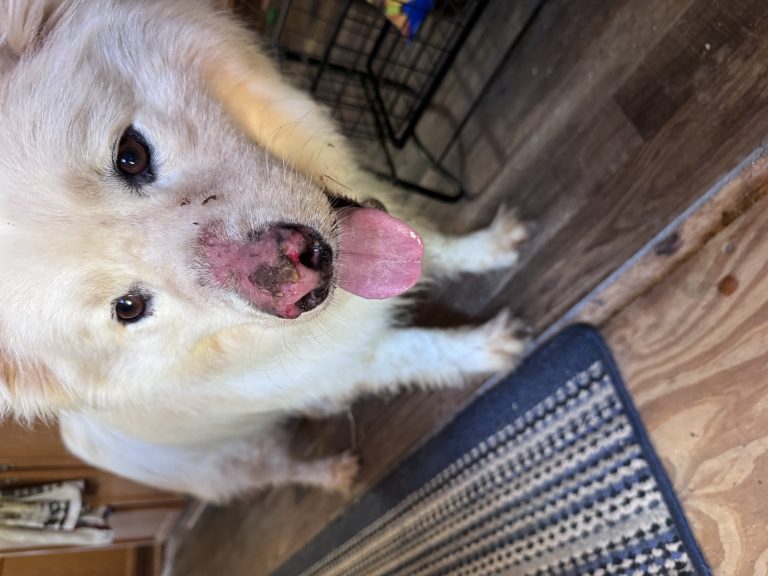 Dakota, lost dog, Husky Mix