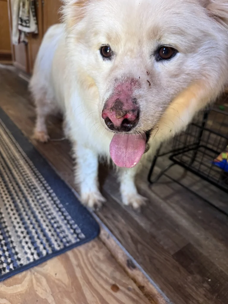 Dakota, lost dog, Husky Mix
