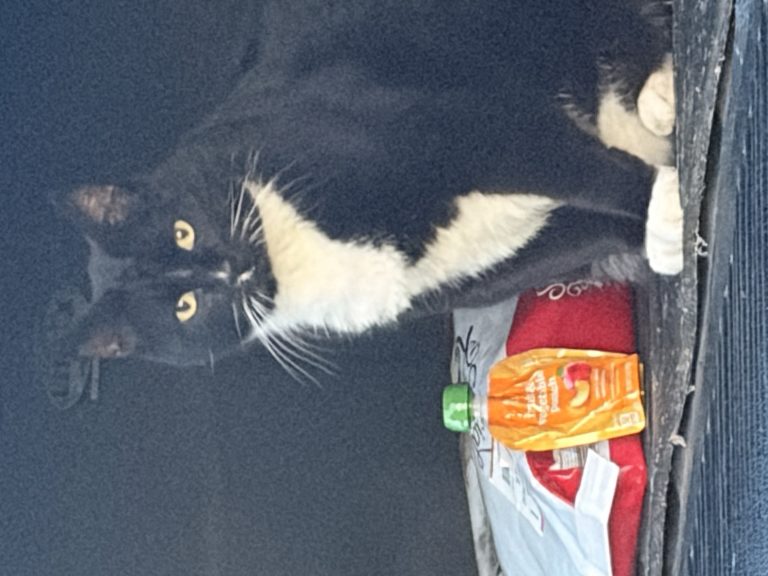 Du$ty, lost cat, Tuxedo