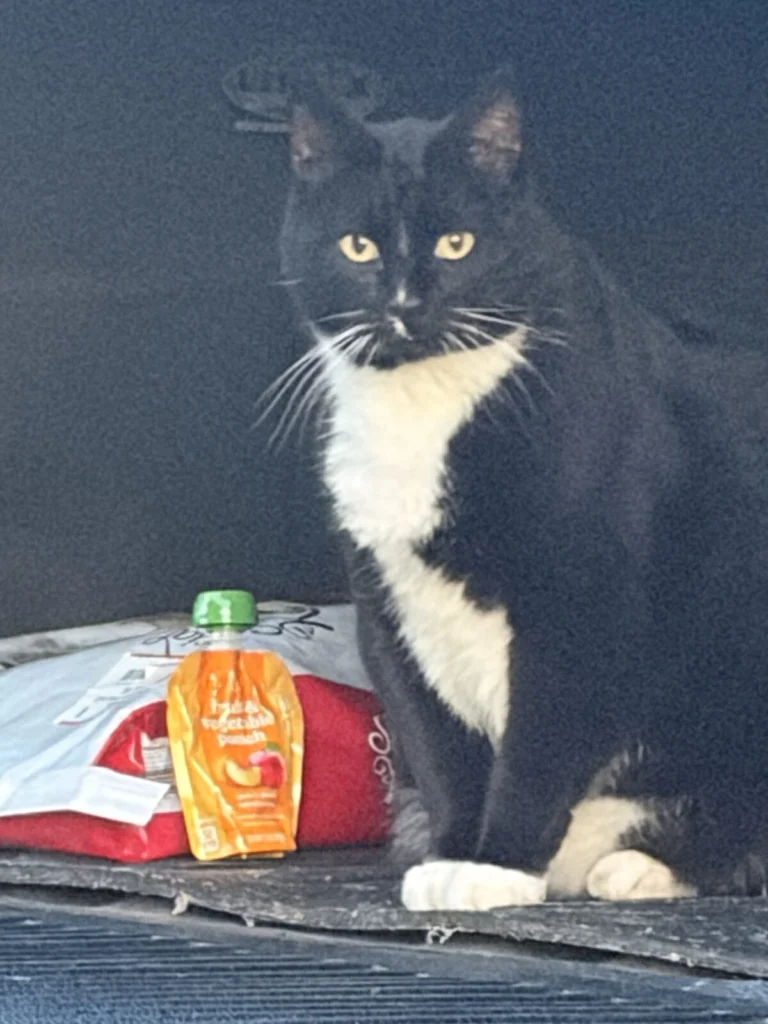 Du$ty, lost cat, Tuxedo