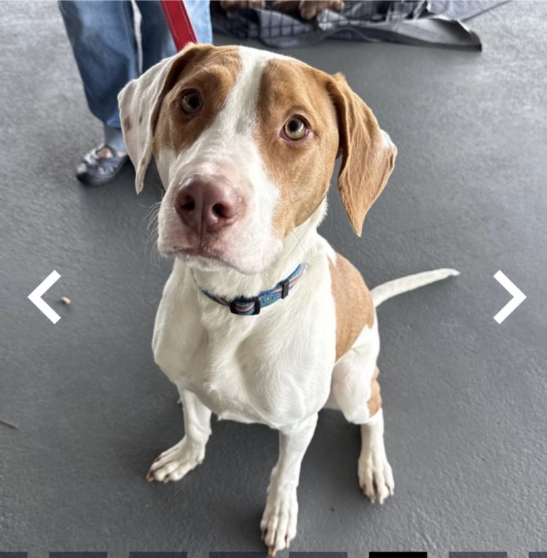 Dexter, lost dog, Hound