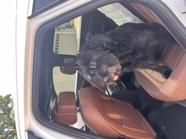 Aphrodite, lost dog, Lab terrier