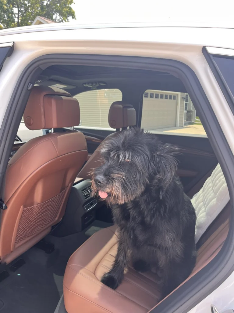Aphrodite, lost dog, Lab terrier