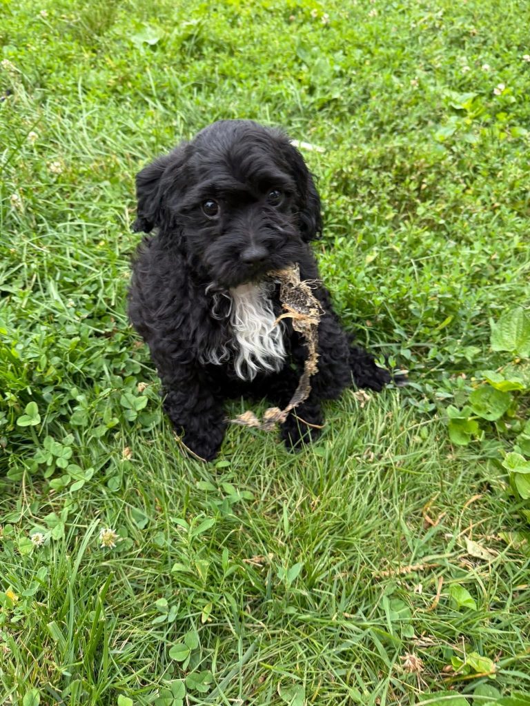 Colocho/Rayo, lost dog, Toy poodle mixed
