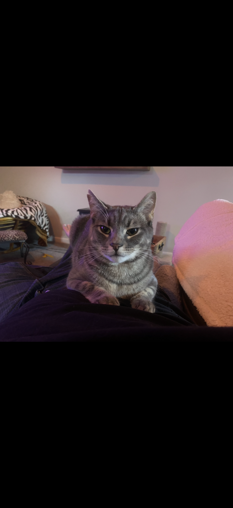 BB8, lost cat, Tabby
