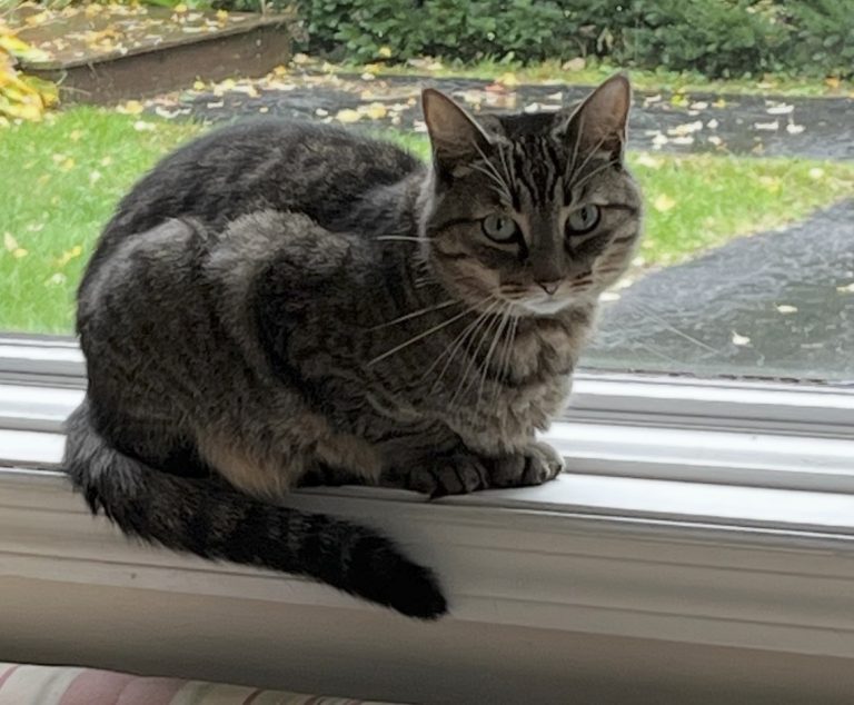 Delilah, lost cat, Tabby cat