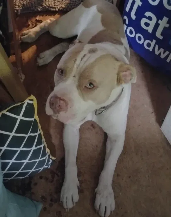 Denver Cash, lost dog, Bully