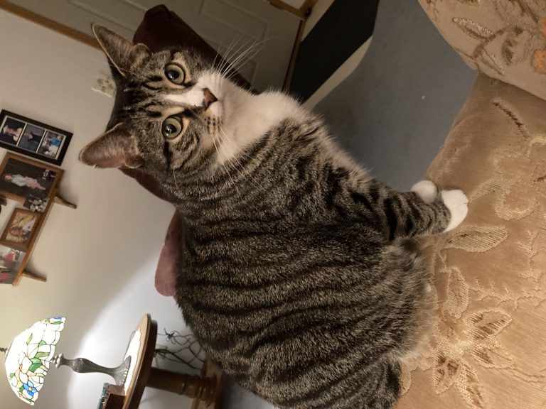 Sugar, lost cat, Female
