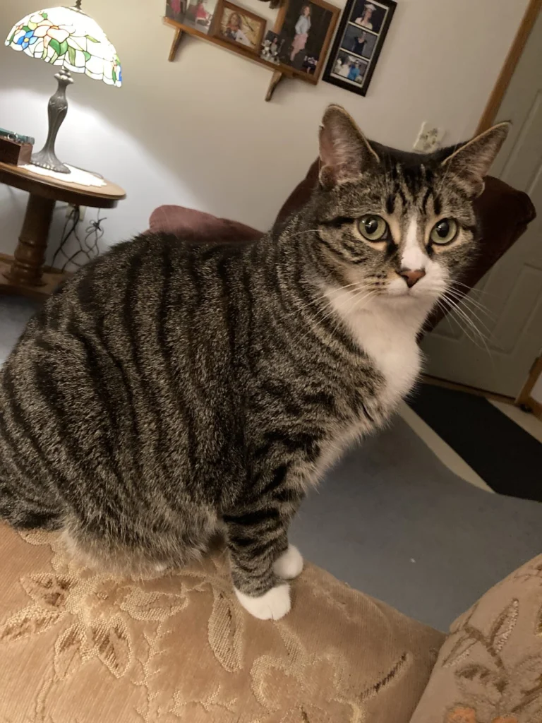 Sugar, lost cat, Female