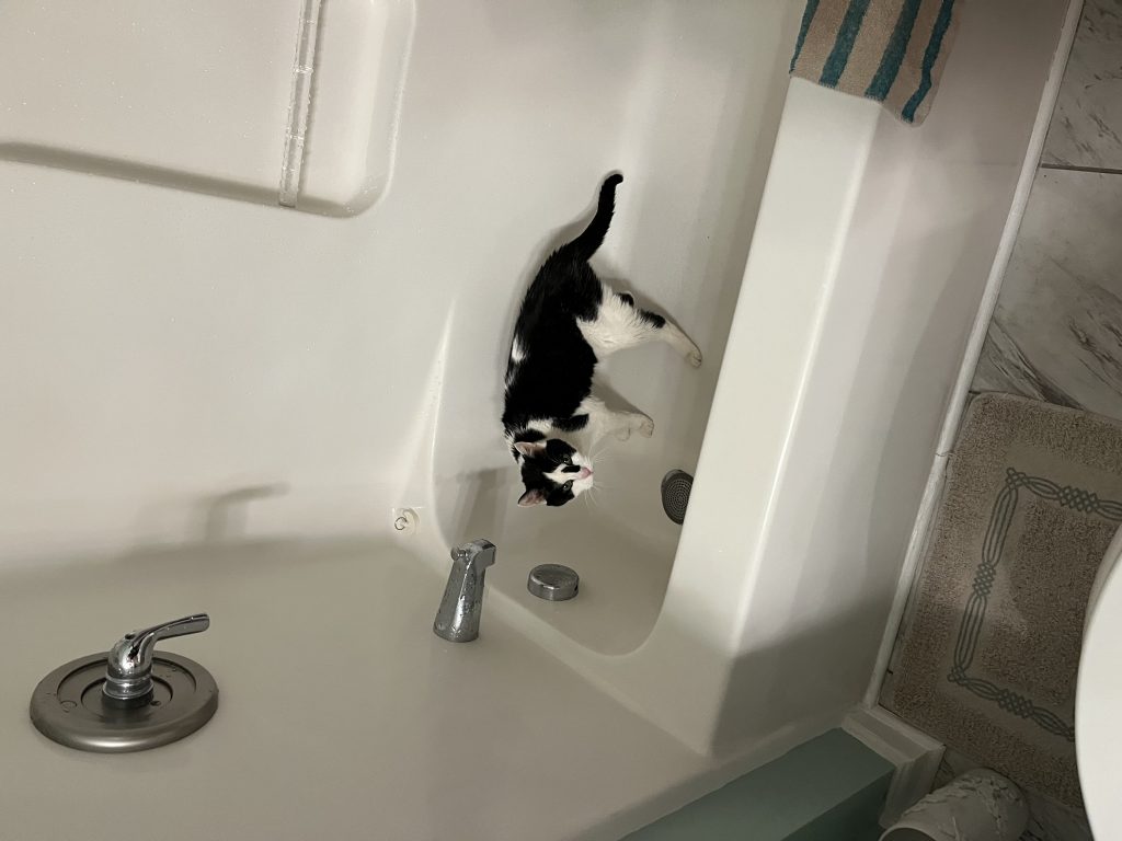Lucy, lost cat, American shorthair