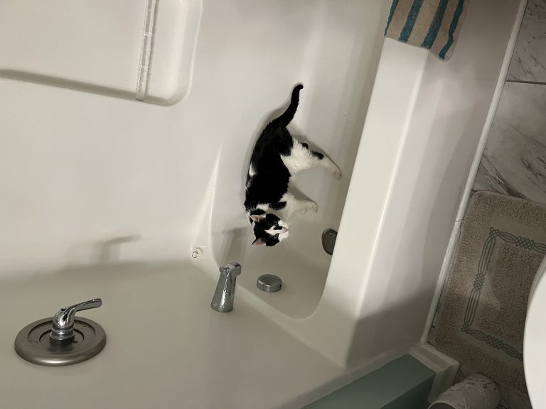 Lucy, lost cat, American Shorthair