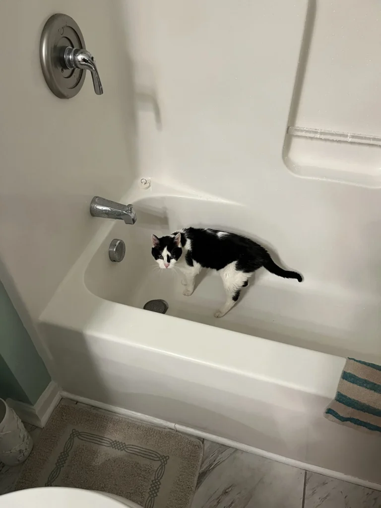 Lucy, lost cat, American Shorthair