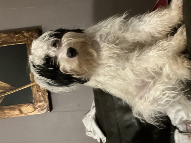 Bailey, lost dog, Maltipoo