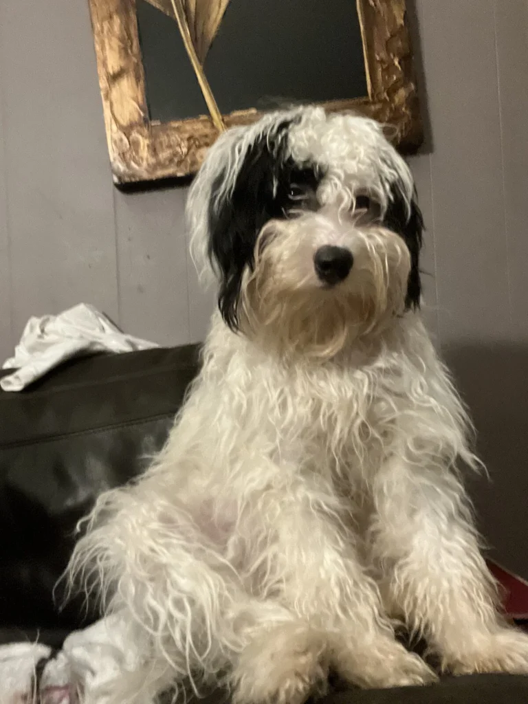 Bailey, lost dog, Maltipoo
