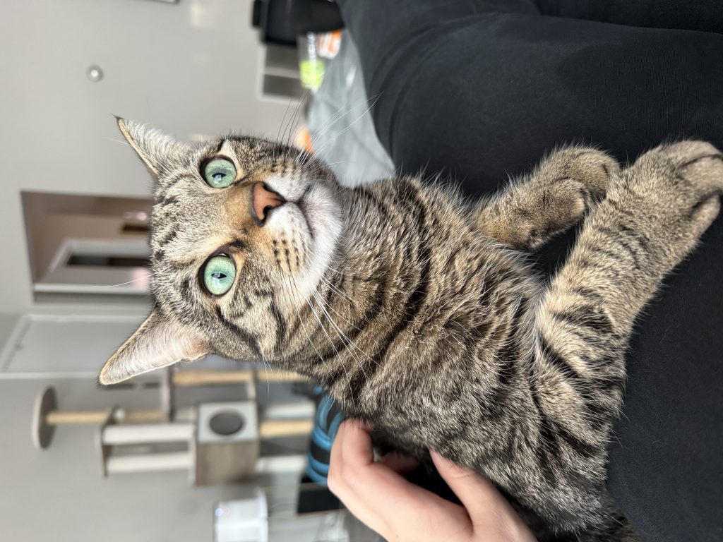 Clove, lost cat, Tabby