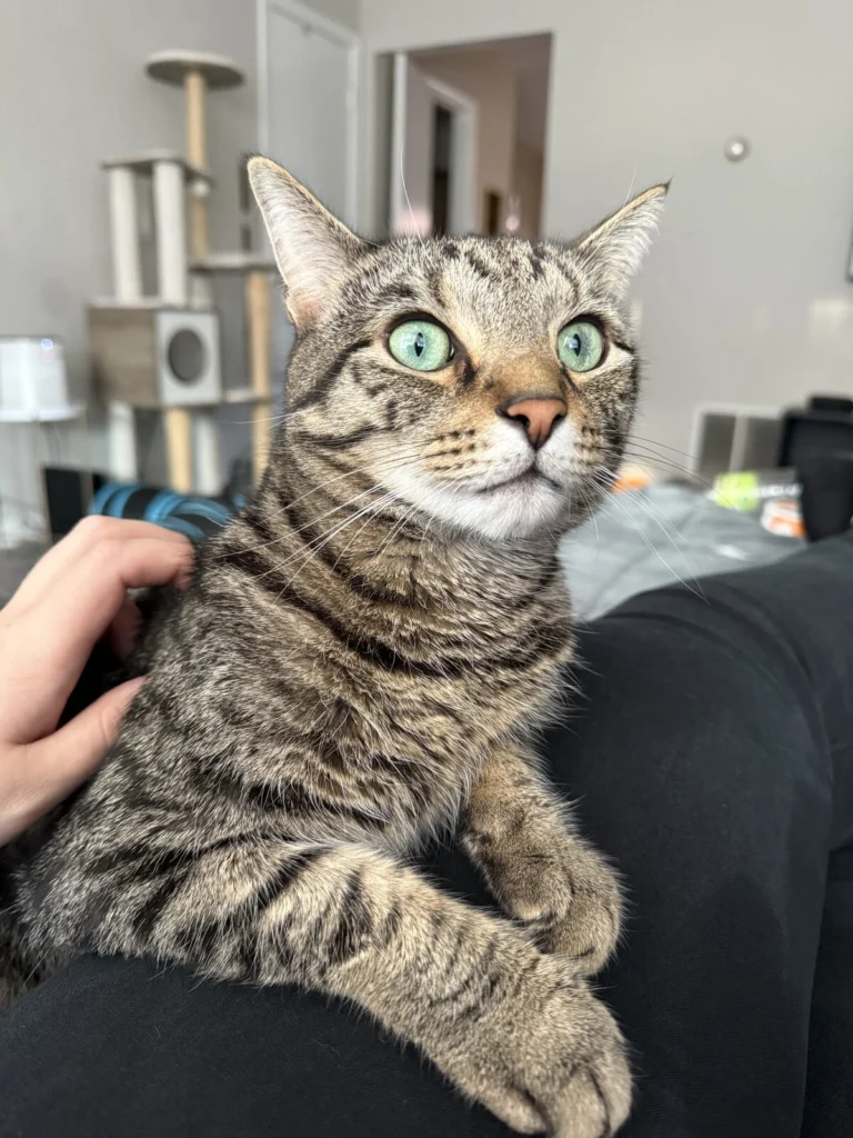 Clove, lost cat, Tabby