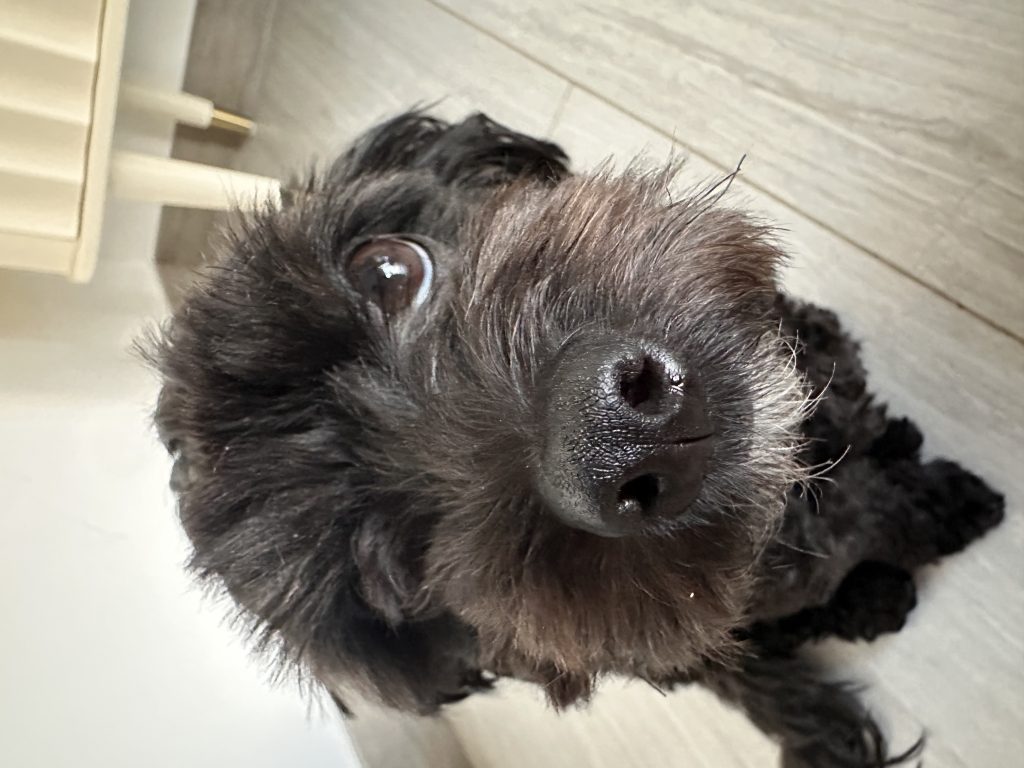 Olive, lost dog, Maltipoo