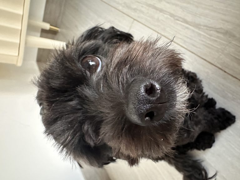 Olive, lost dog, Maltipoo