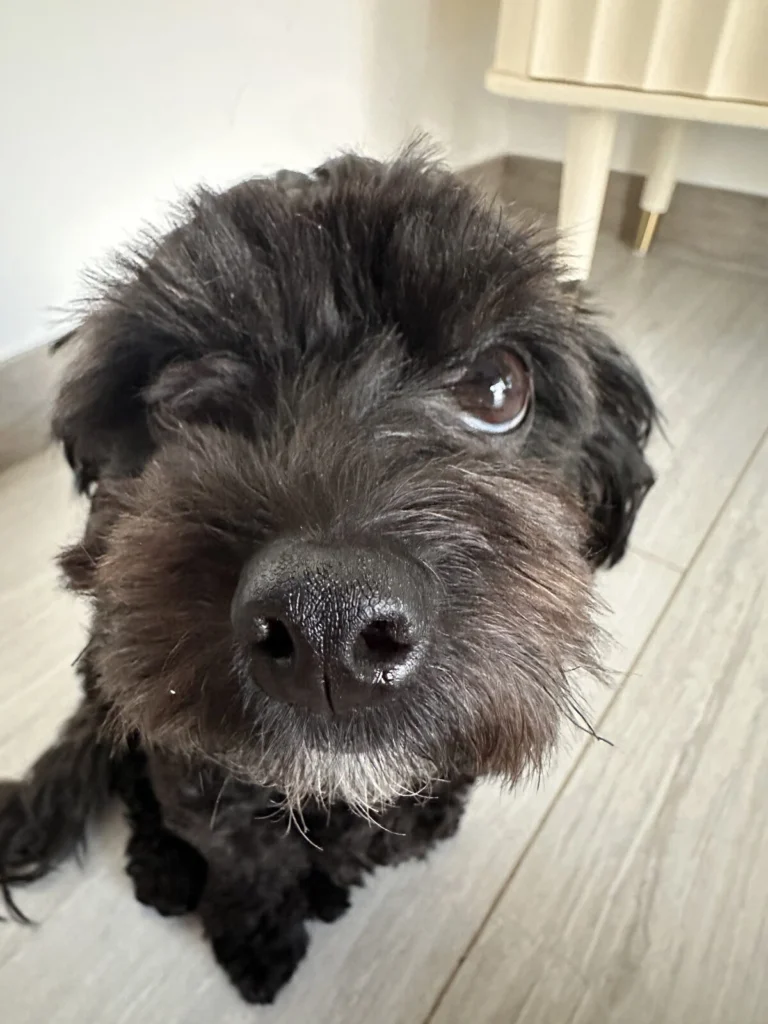 Olive, lost dog, Maltipoo