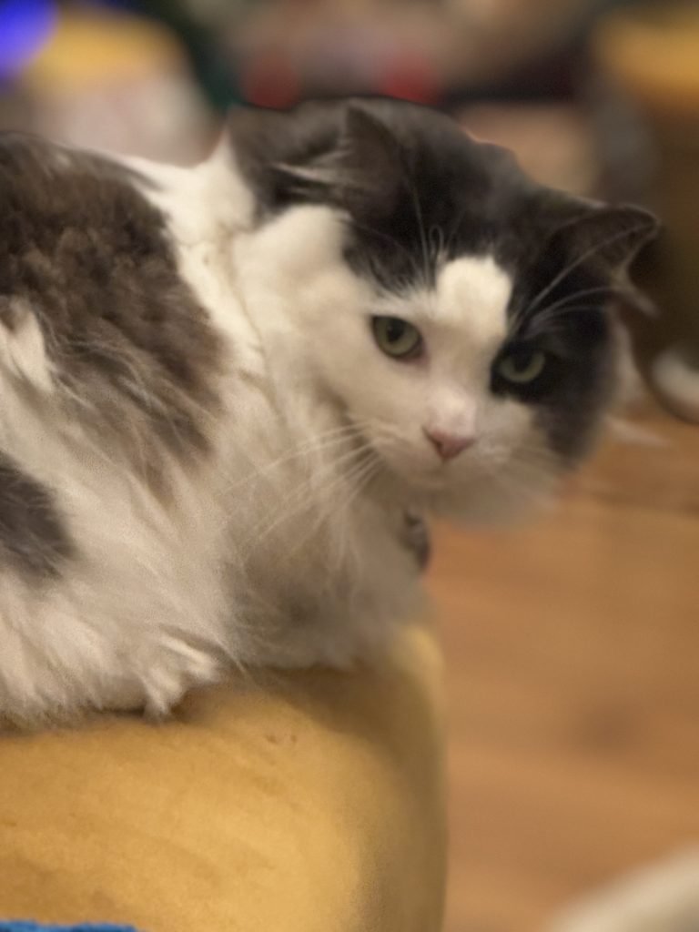 Ikko, lost cat, Mixed