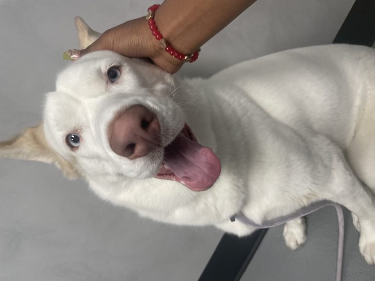 Tala, lost dog, Siberian husky