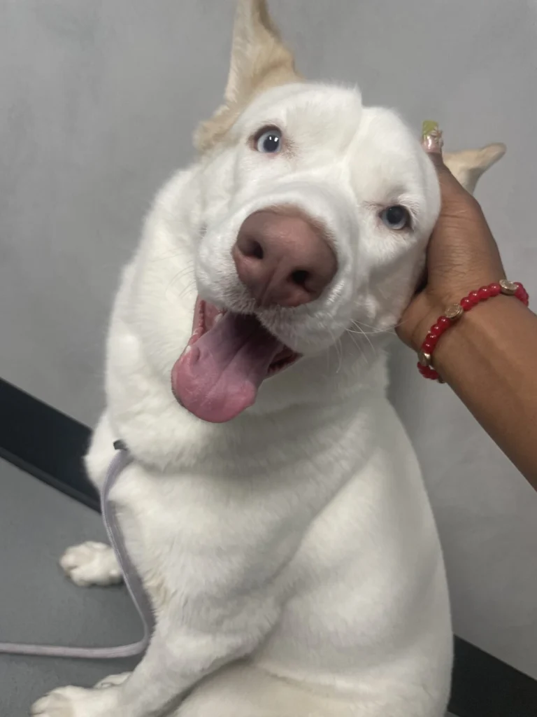 Tala, lost dog, Siberian husky