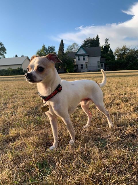 Marley, lost dog, Chihuahua