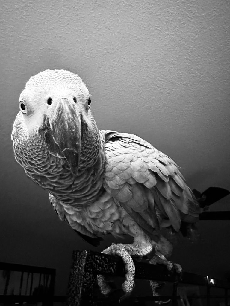Ruby, lost bird, African Grey